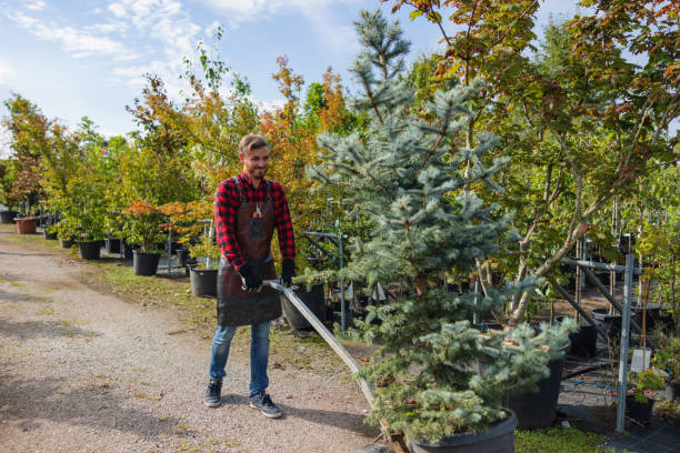 How Our Tree Care Process Works  in Carson, WA